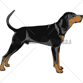 325x325 Redbone Coonhound Dog Portrait Gl Stock Images