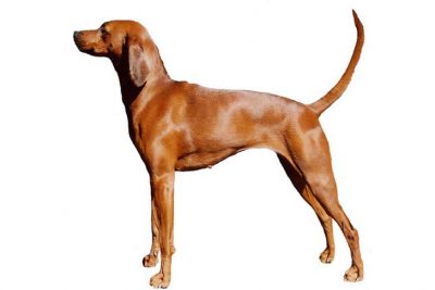 400x267 Treeing Walker Coonhound Dog Breed Information