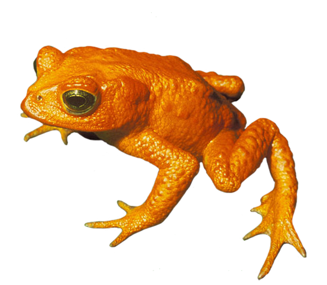 650x566 coqui drawing golden toad transparent png clipart free download