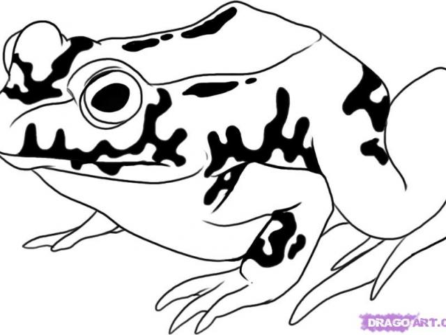 640x480 Free Drawn Toad, Download Free Clip Art