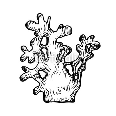 400x400 Coral Sketch Isolated Hand Drawing Buy Photos Ap Images