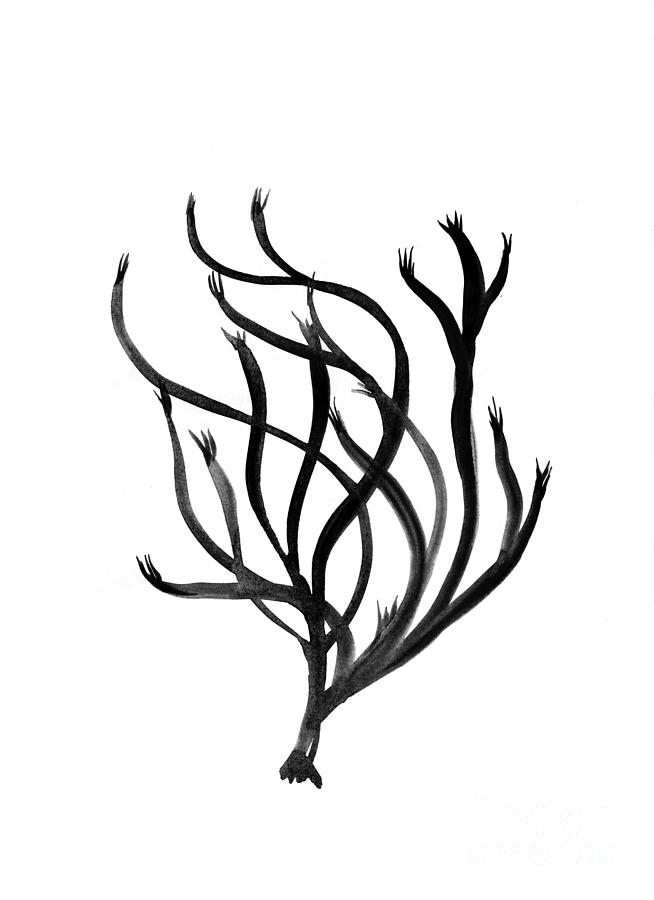 654x900 Coral Drawing