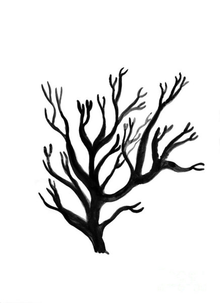 436x600 Coral Color Drawings Fine Art America