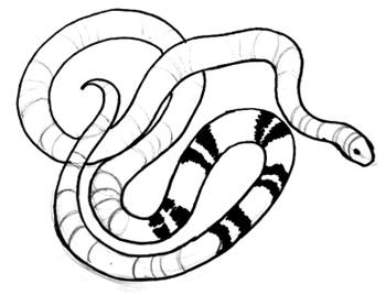350x268 Coral Snake