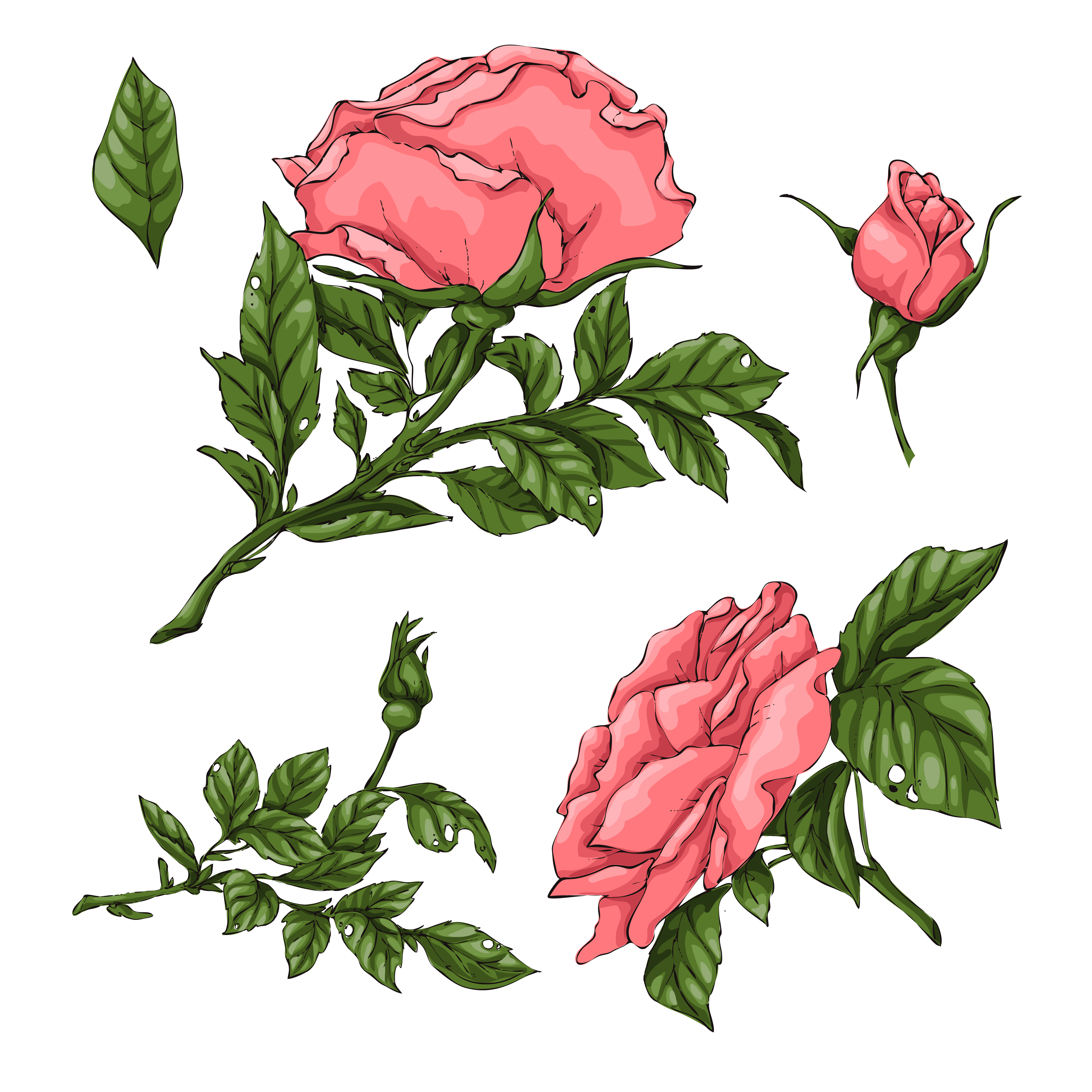 4168x4167 Set Of Coral Roses Hand Drawing Vector Illustration