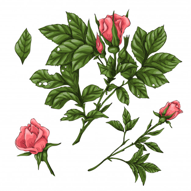 626x626 Set Of Coral Roses Hand Drawing Vector Illustration Vector