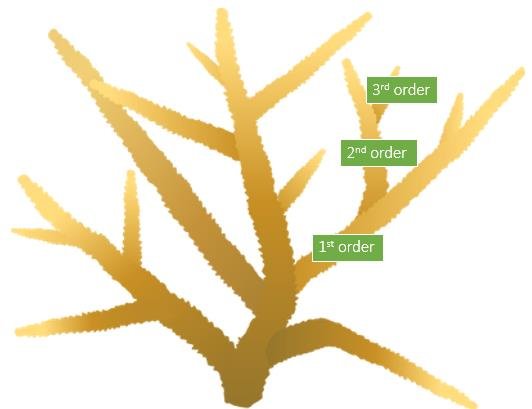 532x409 Schematic Drawing Of A Staghorn