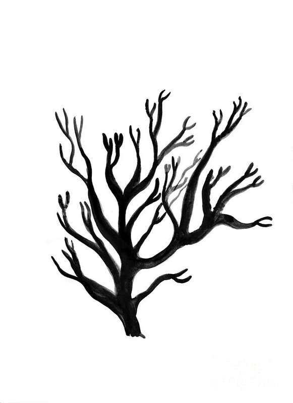 581x800 Coral Art Print