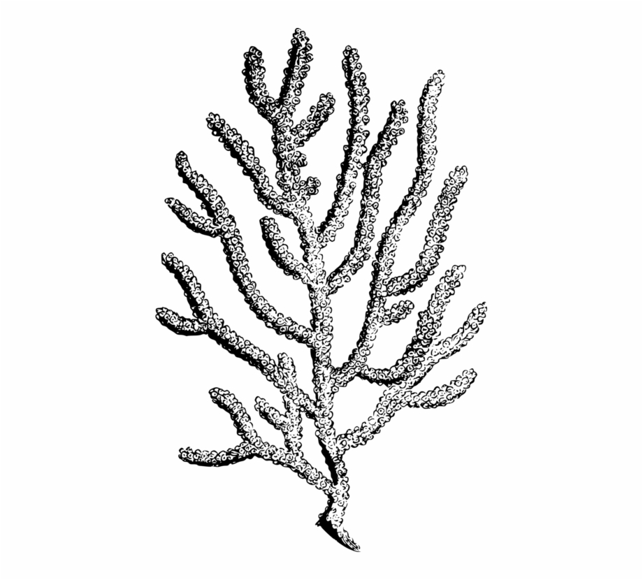 Coral Line Drawing | Free download on ClipArtMag