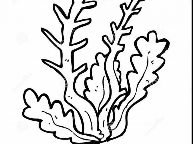 640x480 Free Drawn Coral, Download Free Clip Art
