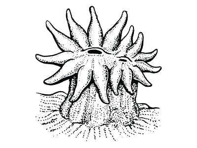 400x300 coral coloring pages coral coloring pages mesmerizing reef