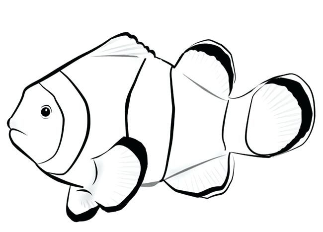 650x467 Coral Reef Template Free Download Animal Templates