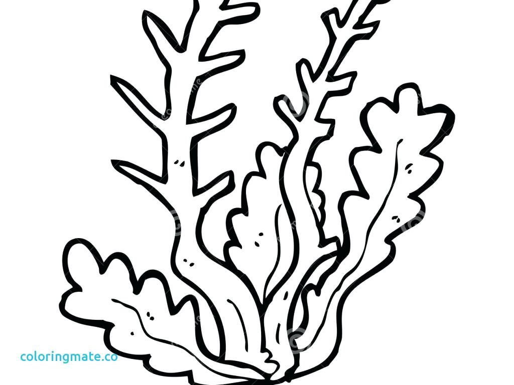 1024x768 How To Draw Coral Reef Coloring Pages For Kids In Sea Plants