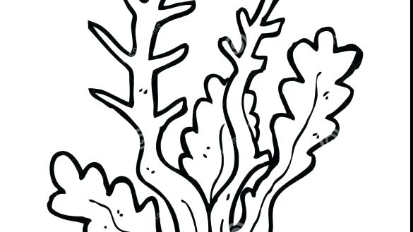 585x329 great barrier reef coloring pages