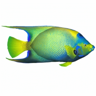 320x320 Angelfish Drawing Rock Beauty