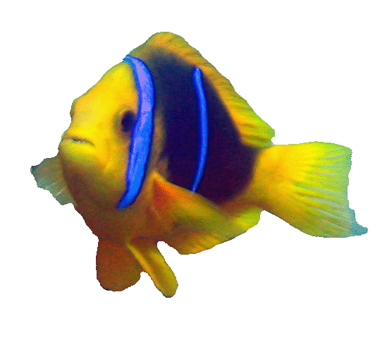 549x499 Collection Of Free Clownfish Drawing Coral Reef Fish Download