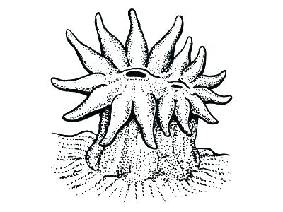 400x300 coral coloring pages coral reef fish coloring pages of reefs