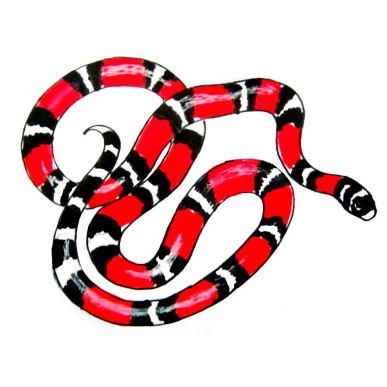 387x387 coral snake drawing raskraski in snake drawing, snake