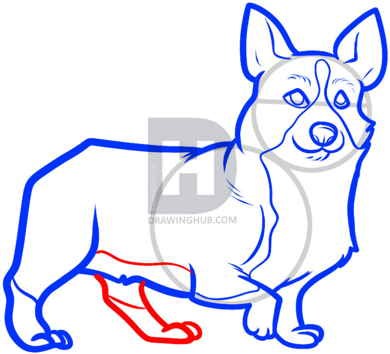 792x720 how to draw a corgi, corgi, step