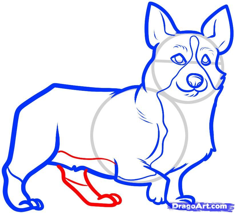 823x748 how to draw a corgi, corgi step drawing skills and inspiration