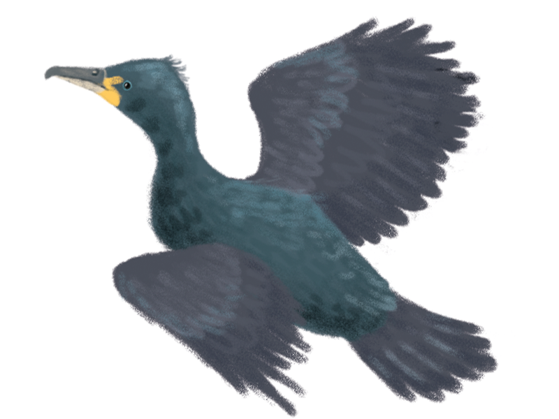 800x600 cormorant illustration alex ashman illustration alex