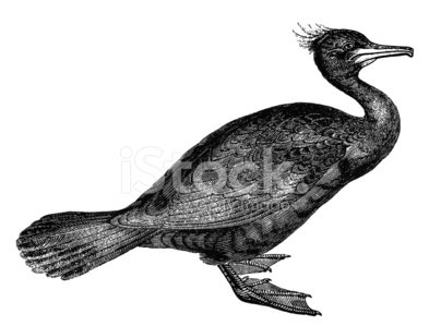 393x299 double crested cormorant premium clipart