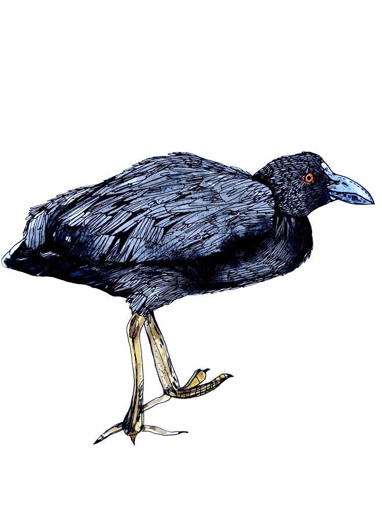 750x998 European Coot Print Etsy