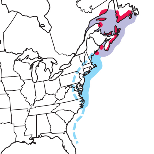 525x525 great cormorant audubon field guide
