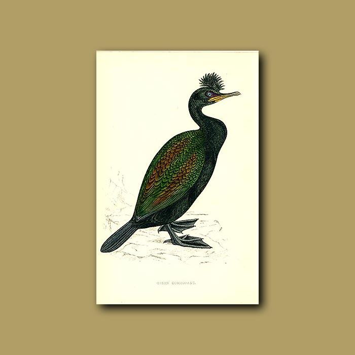 700x700 green cormorant genuine antique print for sale