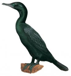 232x250 little black cormorant
