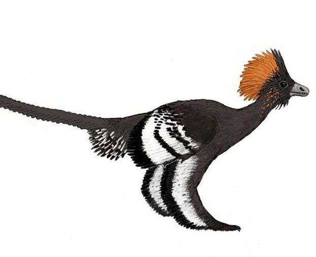 622x505 Modern Birds Are Really Baby Dinosaurs