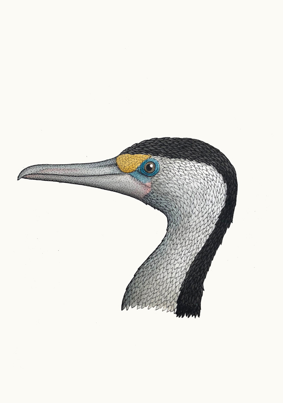 562x800 portrait of a pied cormorant