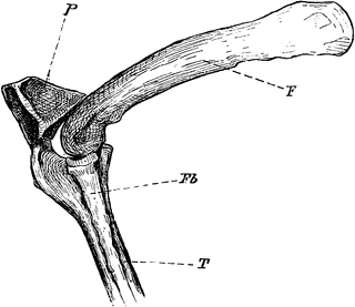 320x277 the knee joint of a cormorant clipart etc