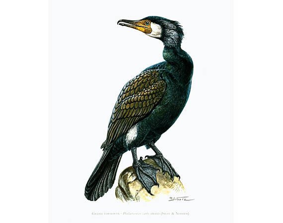570x449 sofrenchvintage on twitter antique cormorant print