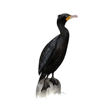 360x360 Sueshane Seabirds