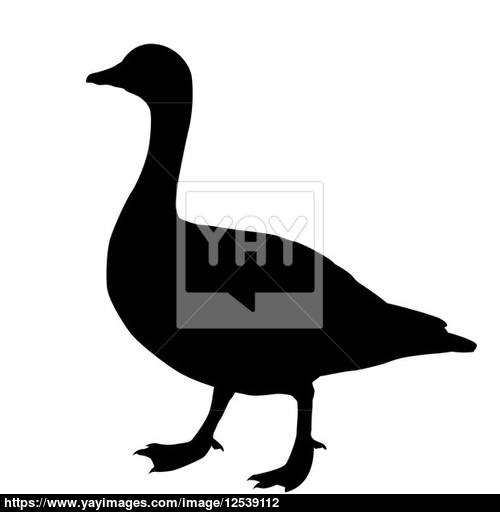 500x512 Vector Drawing Goose On White Background Image