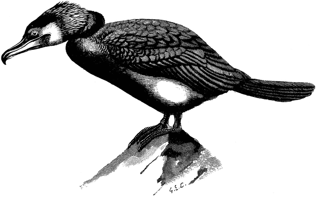 640x400 cormorant clipart etc