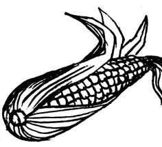 Corn Cob Drawing