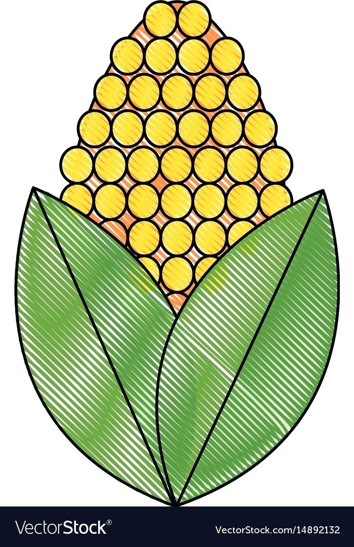 700x1080 drawing of corn corn sketch icon easy corn on the cob drawing