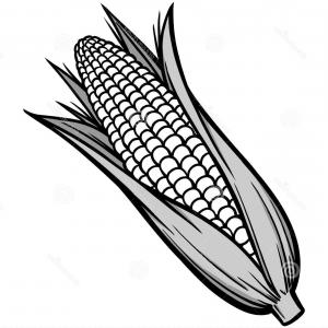 300x300 Stock Illustration Corn Cob Illustration Vector Image Sohadacouri