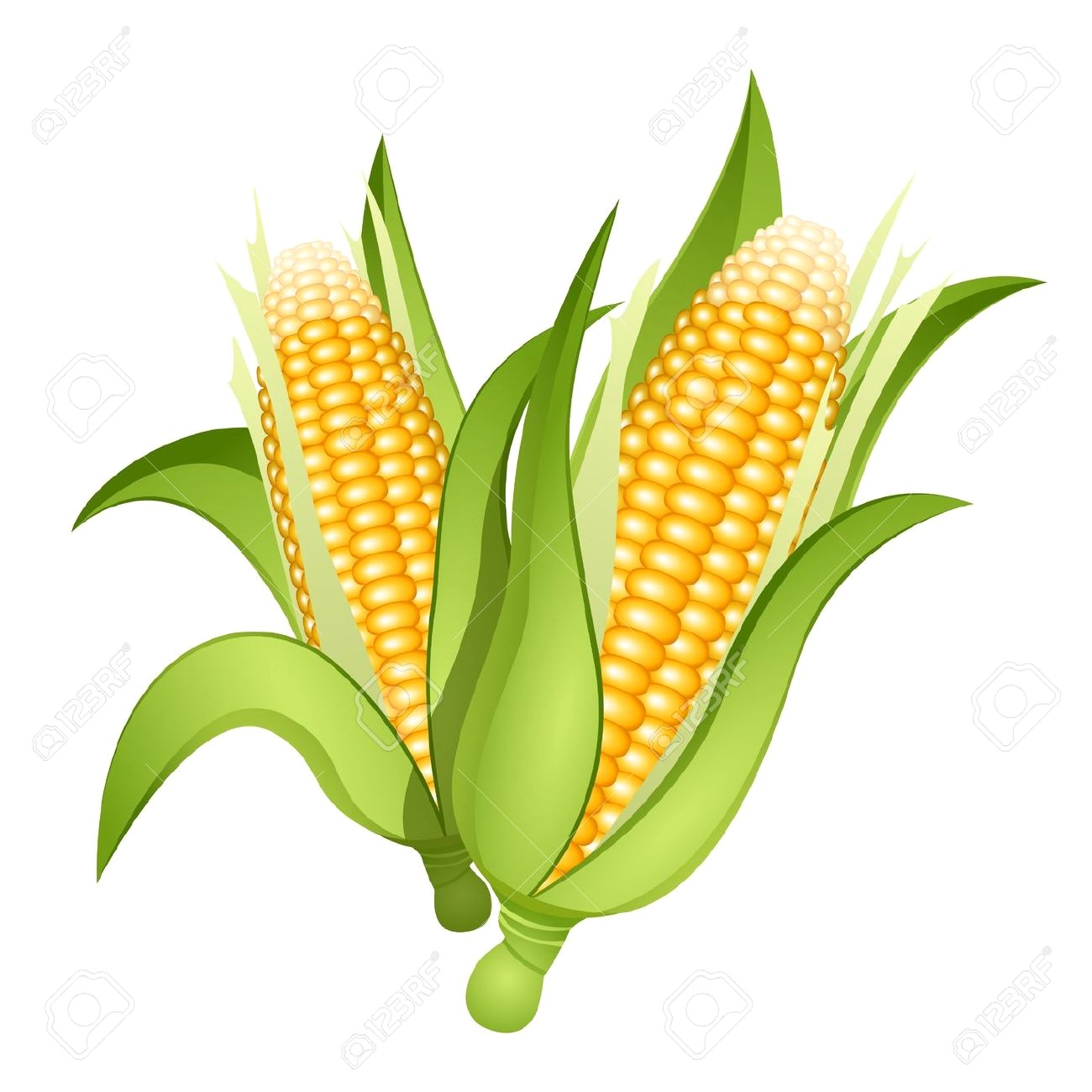 1300x1300 Stock Photo Corn Illustration Ear Of Drawing Isolated On The Cob