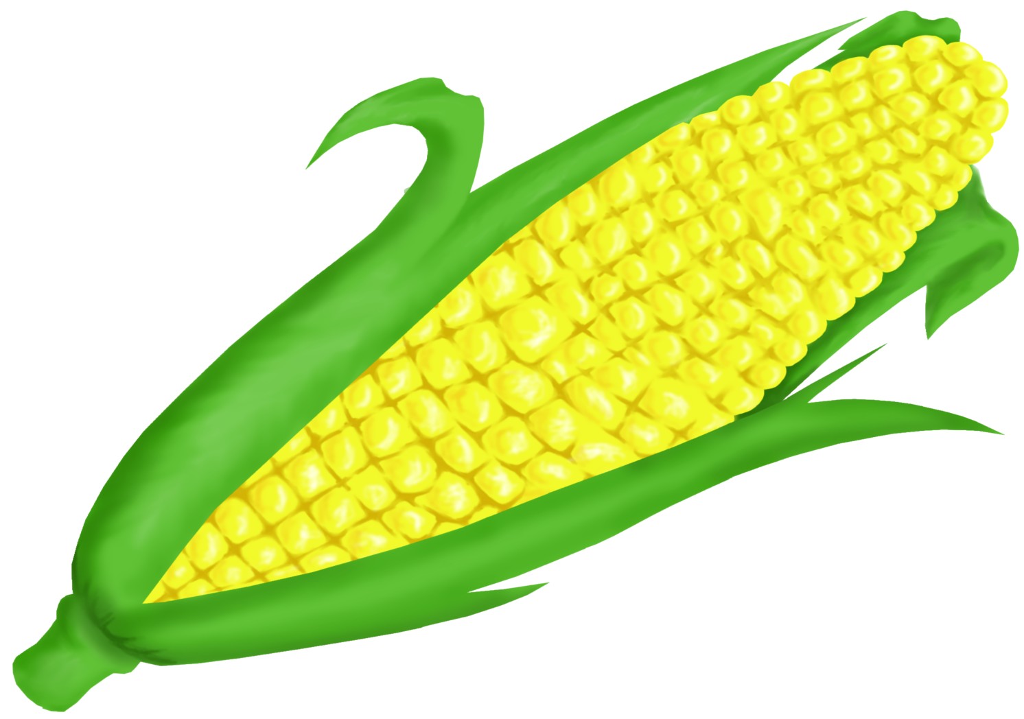 1492x1048 Corn Clip Art Ear Of Drawing