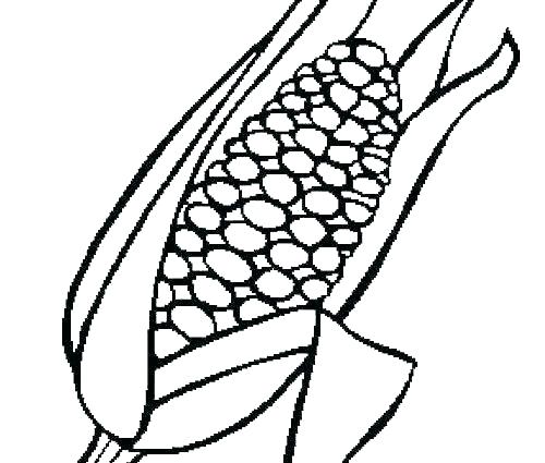 500x425 Corn Cob Coloring