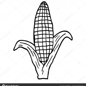 336x336 Corn Drawing Step