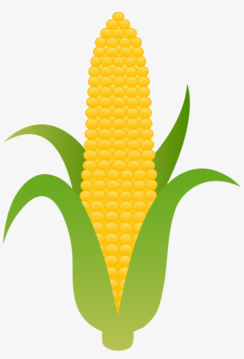 820x1206 Sweet Corn Drawing