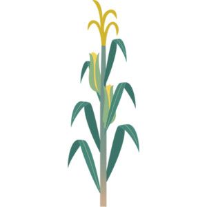300x300 How To Draw Corn Stalks