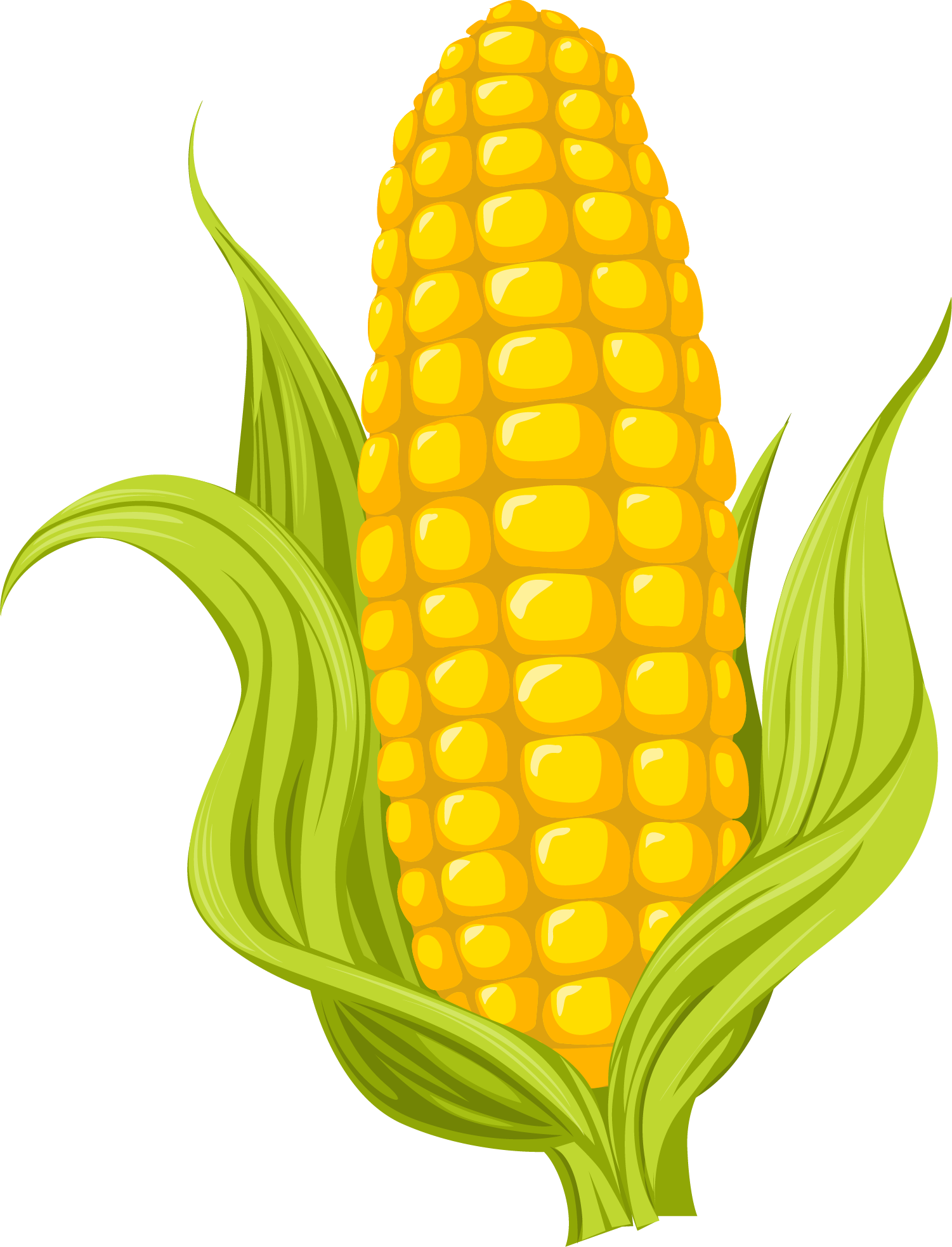1501x1966 Collection Of Free Corn Drawing Download On Ui Ex