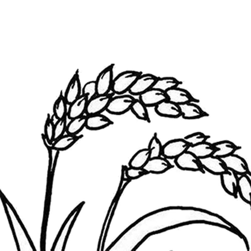 800x800 Collection Of Free Wheat Drawing Corn Download On Ui Ex