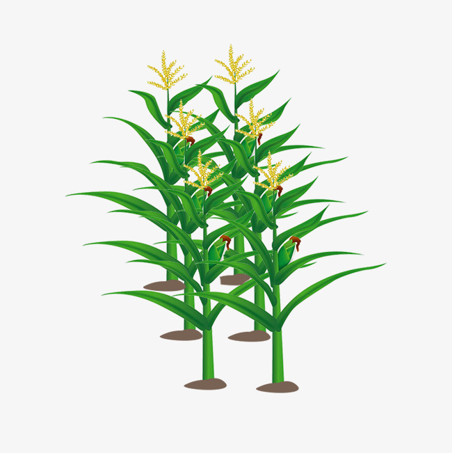 650x651 Cornfield Free Download Png Vector