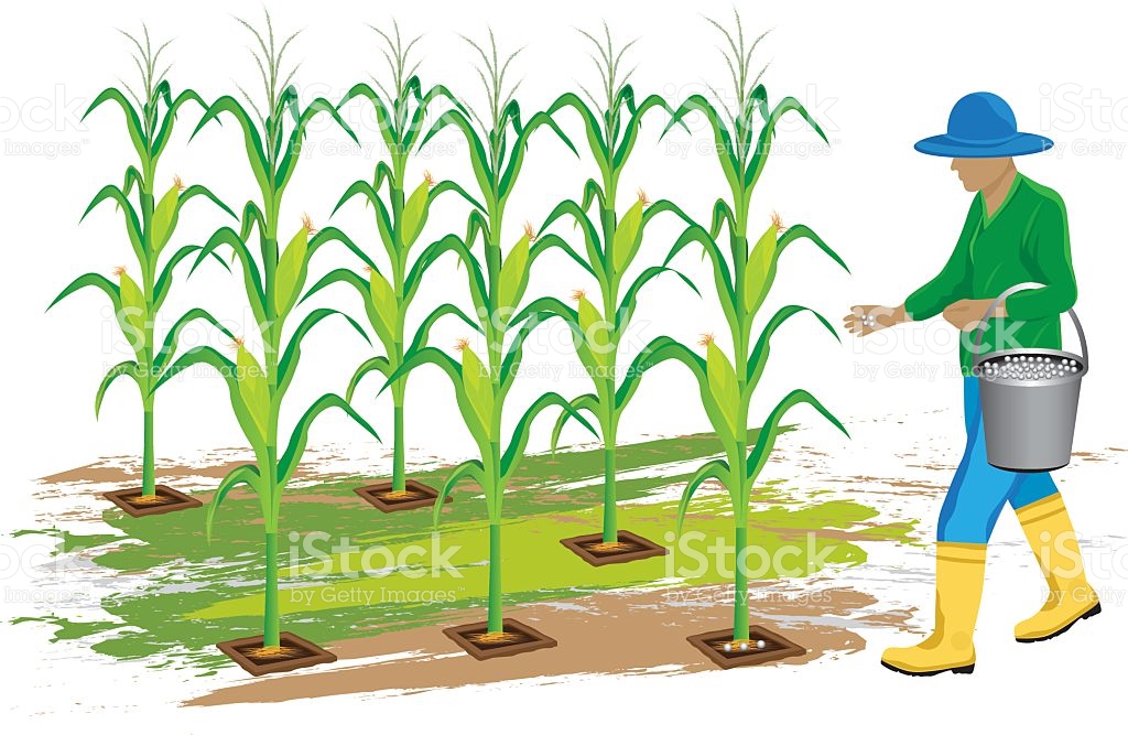 1024x667 Free Cornfield Clipart Corn Harvest, Download Free Clip Art